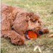 A fluffy reddish-brown dog lies on the grass chewing the orange shaped cooling dog toy