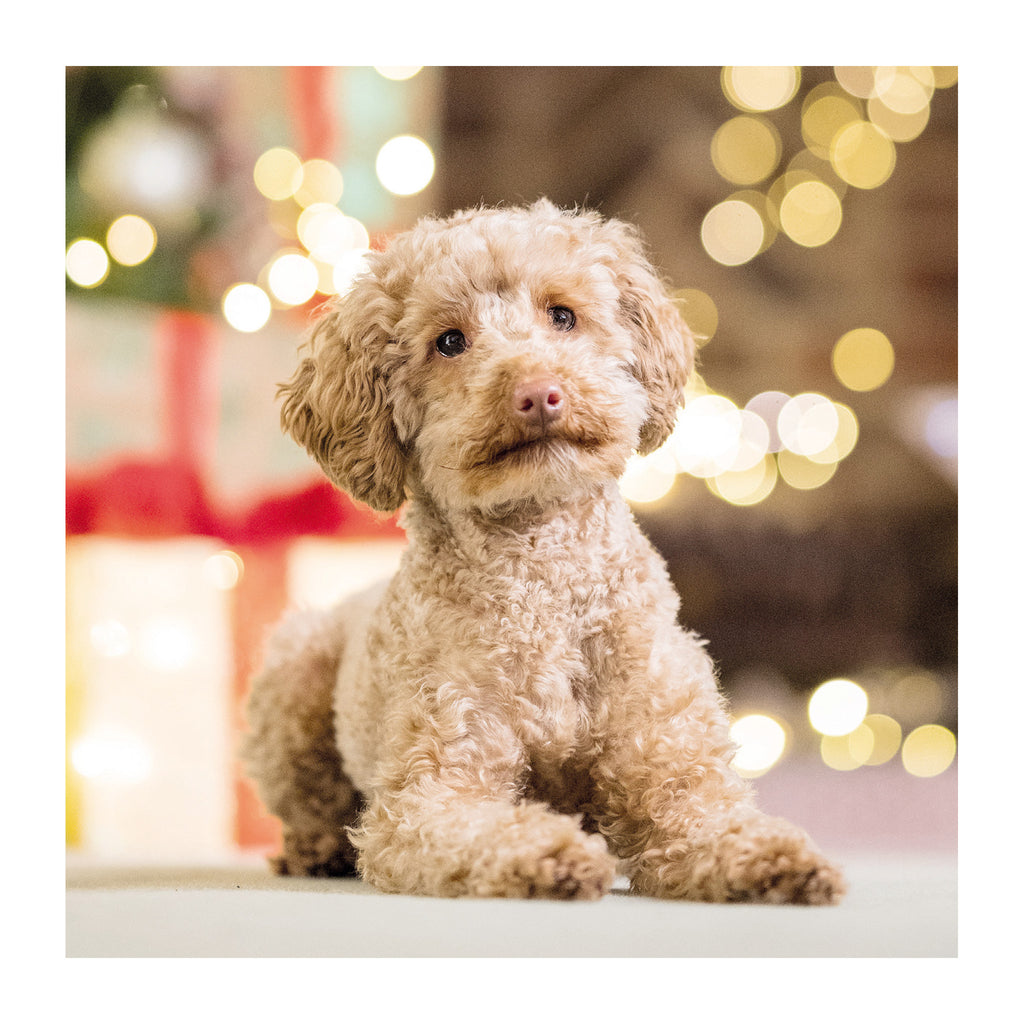 Card image of cockapoo Hearing Dog Nancy, colour apricot. Nancy is facing camera, laying on floor in front of a festive blurred background. Photo taken by Paul Wilkinson