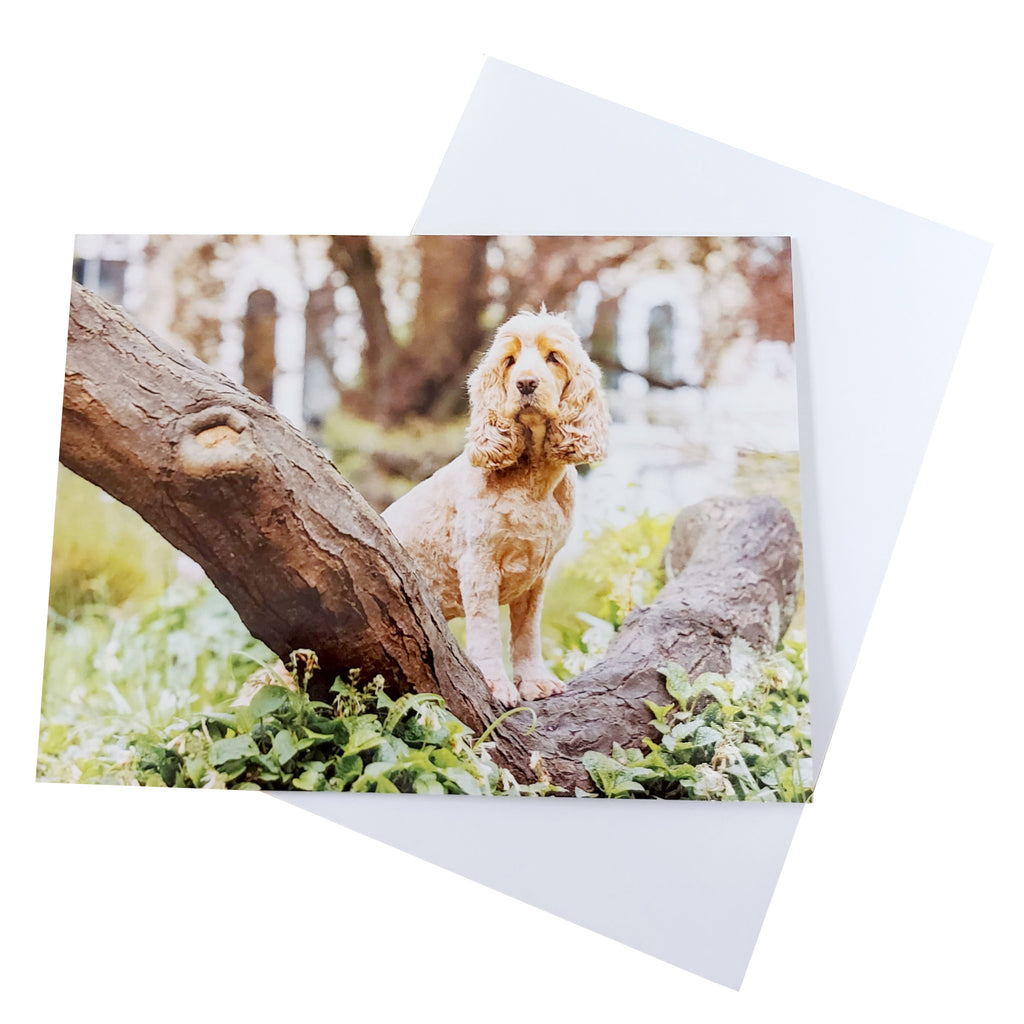 Landscape greetings card, with a photograph of hearing dog Bear who is standing on a tree truck within a forest, looking towards the camera. Bear is a beautiful apricot Cocker Spaniel. Photo taken by photographer Paul Wilkinson