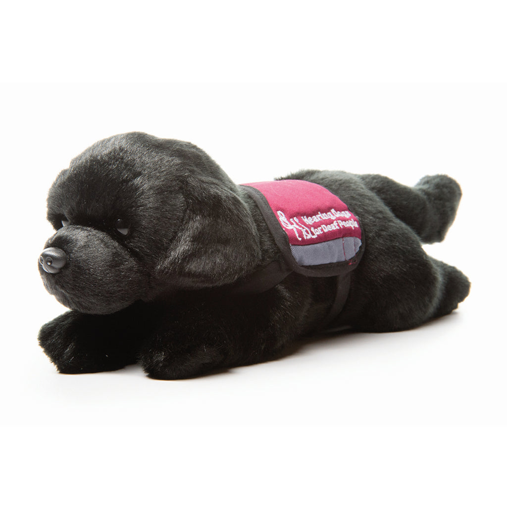 A beautiful black Labrador soft toy, lying on its stomach with paws out the front and the back, wearing a burgundy and black Hearing Dogs jacket.
