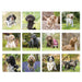 12 squares to show images of all 12 cards, assorted greeting cards, 12 pictures of dogs and puppies outside, greenery backgrounds , Cocker Spaniels, Poodles, Cockapoo, Labradors