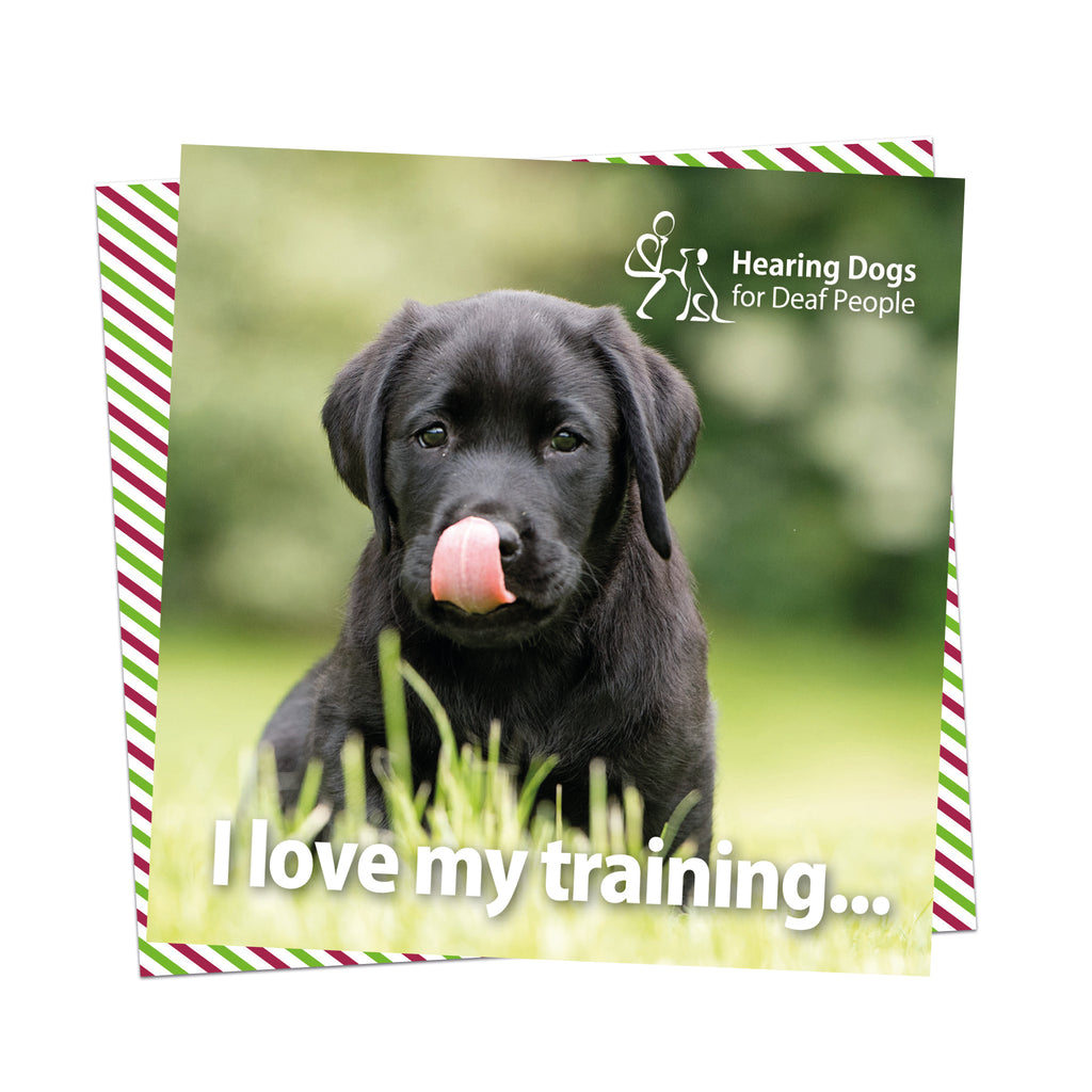 A picture of a cute black Labrador puppy sat in the grass licking their nose with the Hearing Dogs logo in the top right hand corner and the words
