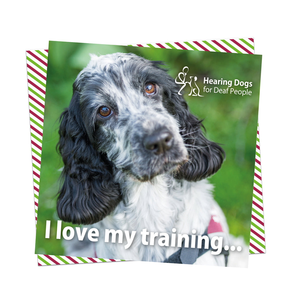 A close up picture of an adult black and white speckled Spaniel looking lovingly towards up with big brown eyes. Hearing Dogs logo in the top right hand corner and the words 