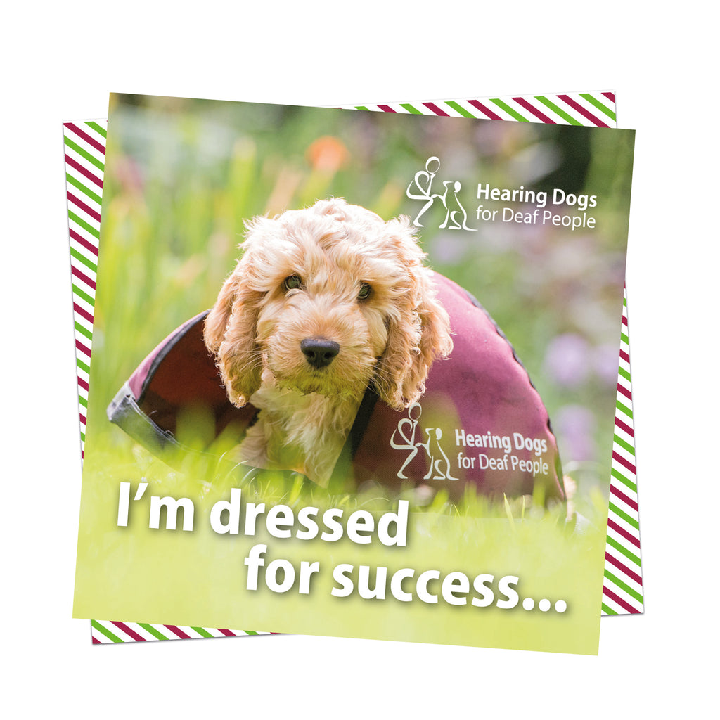 A picture of an adorable, fluffy apricot cockapoo puppy sat in the grass wearing an oversized Hearing Dogs burgundy jacket. Hearing Dogs logo in the top right hand corner and the words