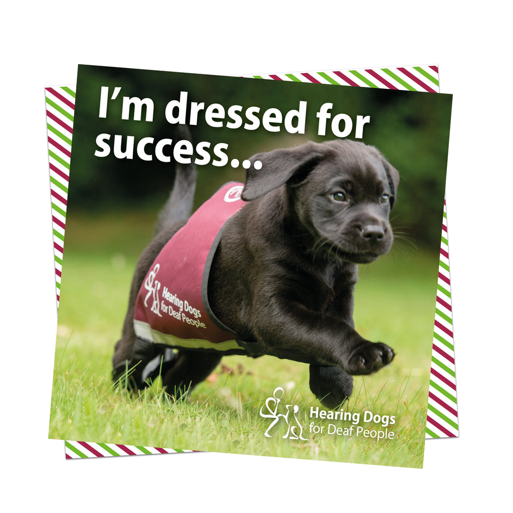 A picture of a very adorable black Labrador puppy in the grass running wearing an oversized Hearing Dogs jacket. The puppies front paws are in the air. The Hearing Dogs logo in the bottom right hand corner and the words
