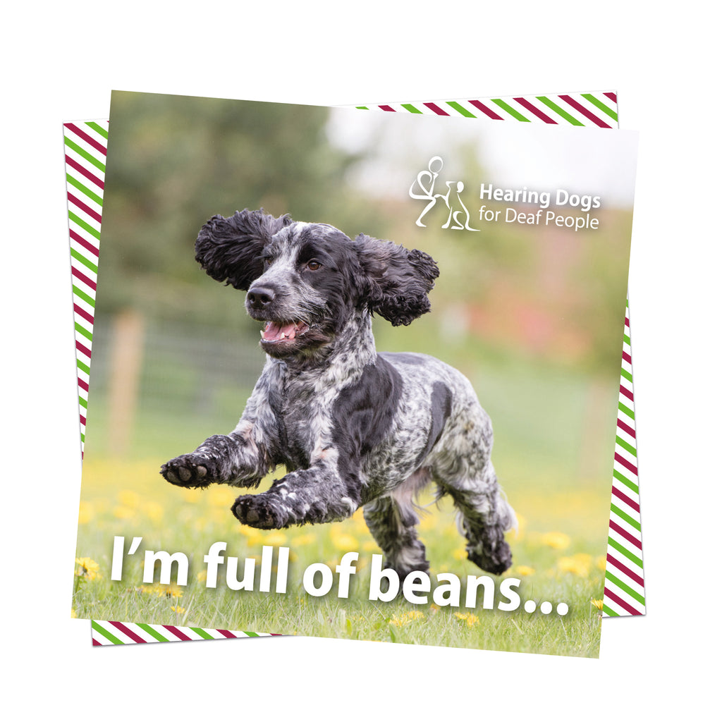 A picture of a very adorable black and white speckled Spaniel running with their mouth open and ears flying ina grassy fireld full of buttercups. The Hearing Dogs logo is in the top right hand corner and the words