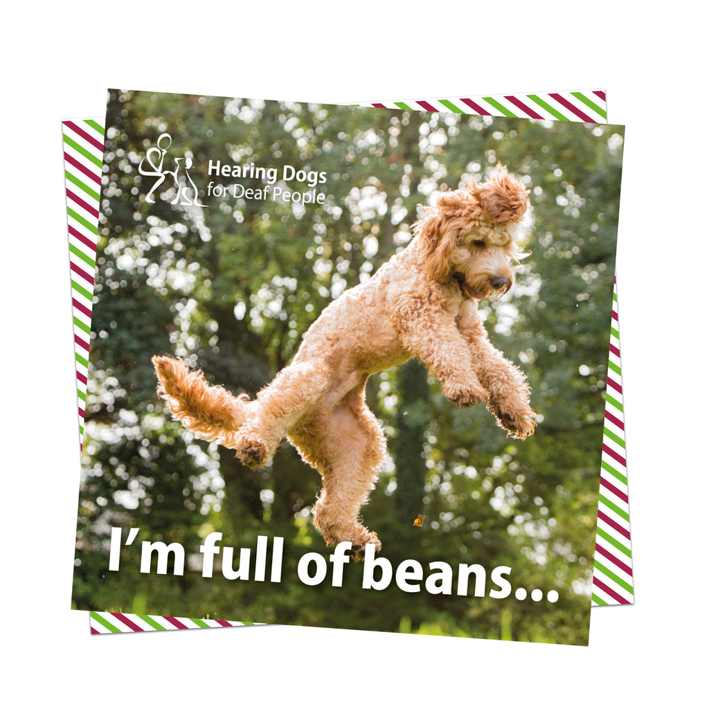 A picture of an adult apricot Cockapoo Hearing Dog jumping in the air with a background of trees, the Hearing Dogs logo in the top left hand corner and the words