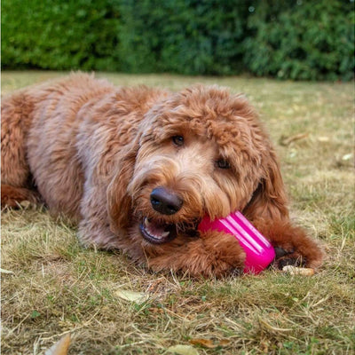 Pet Products