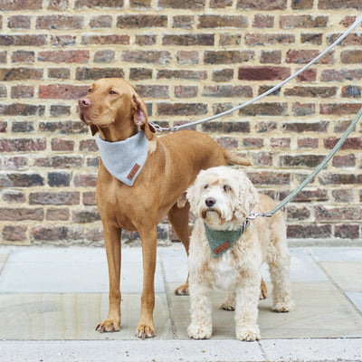 Dog with collars, leads and pet accessories from Hearing Dogs for Deaf People