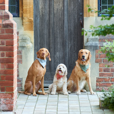 Three dogs sitting on a stone doorstep in front of a dark wooden door, each wearing a bandana. The setting includes brick pillars, a stone wall, and greenery.