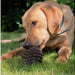 Ancol  Pine cone treat toy
