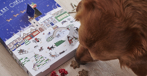 A brown dog is sniffing the star shaped treats from the opened advent calendar 