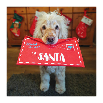 Hearing Dog Albert a apricot cocker spaniel. Albert is sat down  looking at the camera, holding a  large red Christmas envelope with the words 'Special delivery to Santa' written on the front. Envelope is in his mouth.