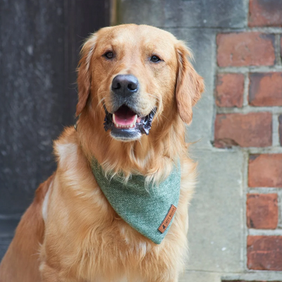 A golden retriever dog wearing a green textured bandana with a small brown leather brand tag, photographed outdoors against a brick and stone wall.