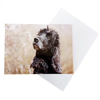 Landscape greetings card, with a photograph of hearing dog Evie situated in bottom right hand corner, in front of a field of corn. Evie is a beautiful; black Cocker Spaniel. Photo taken by photographer  Paul Wilkinson