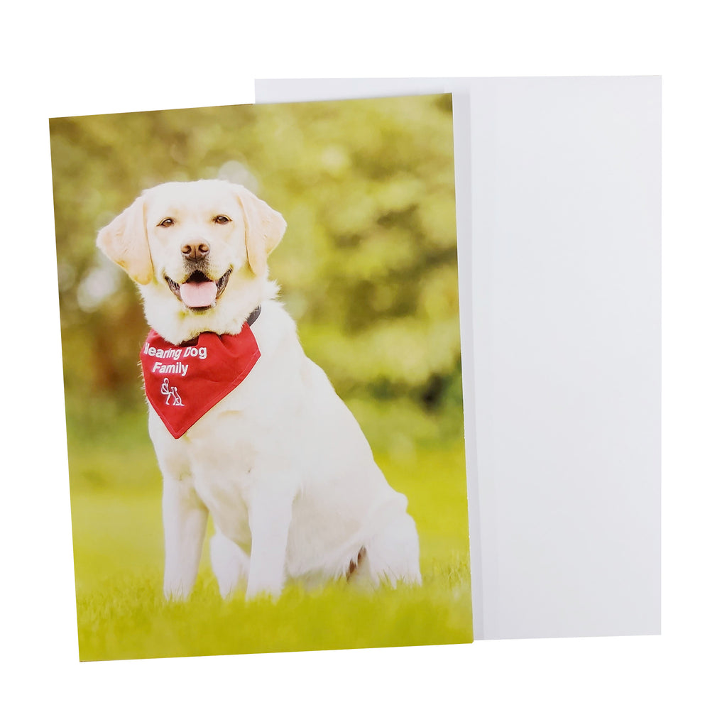 Portrait greetings card, with a photograph of Hearing Dog 'Luna' , she is setting down  looking at the  camera.  Luna is a  yellow coloured Labrador , wearing a Hearing Dog for Deaf People burgundy  dog neckerchief.