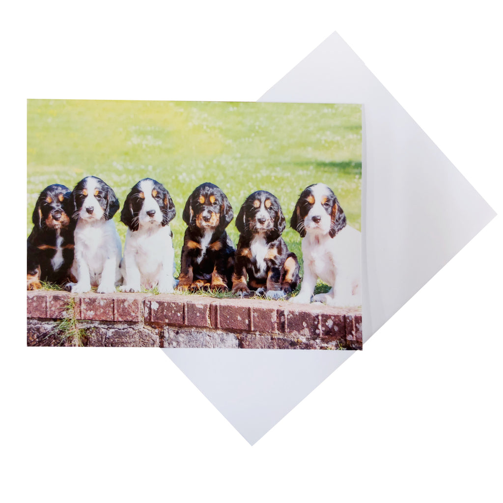 Landscape greetings card, with a photograph of hearing dog puppies,  Elvis, Elsie, Eric, Echo, Ebony and Elmo. All puppies are  situated across bottom of greetings card. They are sitting on grass in front of a red brick wall.  All cocker spaniel  puppies are a beautiful mixture of  black, Tan and White colours . Photo taken by photographer  Paul Wilkinson