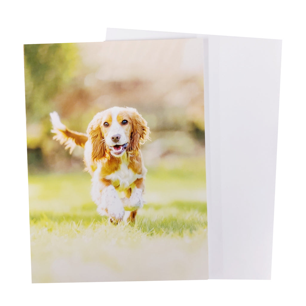 Portrait  greetings card, with a photograph of hearing dog Verity situated in middle of card, running towards camera   in a green  field.  Verity  is a beautiful apricot and white Cocker Spaniel. Photo taken by photographer  Paul Wilkinson
