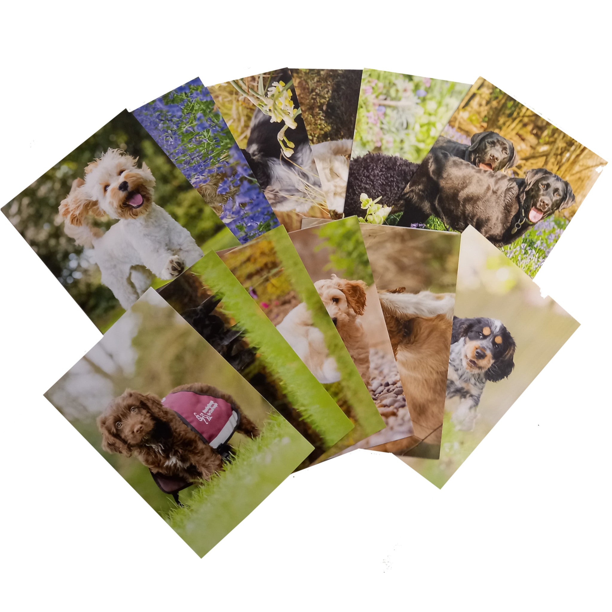 Hearing Dogs Card Pack (pack of 12)