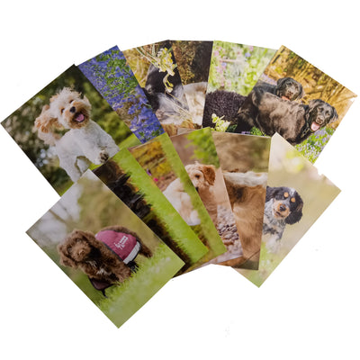 assorted greeting cards, 12 cards fanned out, in 2 rows, pictures of dogs outside, blank cards, greenery backgrounds  