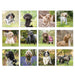 12 squares to show images of all 12 cards, assorted greeting cards, 12 pictures of dogs and puppies outside, greenery backgrounds , Cocker Spaniels, Poodles, Cockapoo, Labradors 