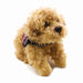 Soft Toy with Hearing Dog Jacket - Cockapoo