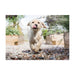 The jigsaw picture of a little yellow labrador puppy called Luna happily running with her tongue sticking out.