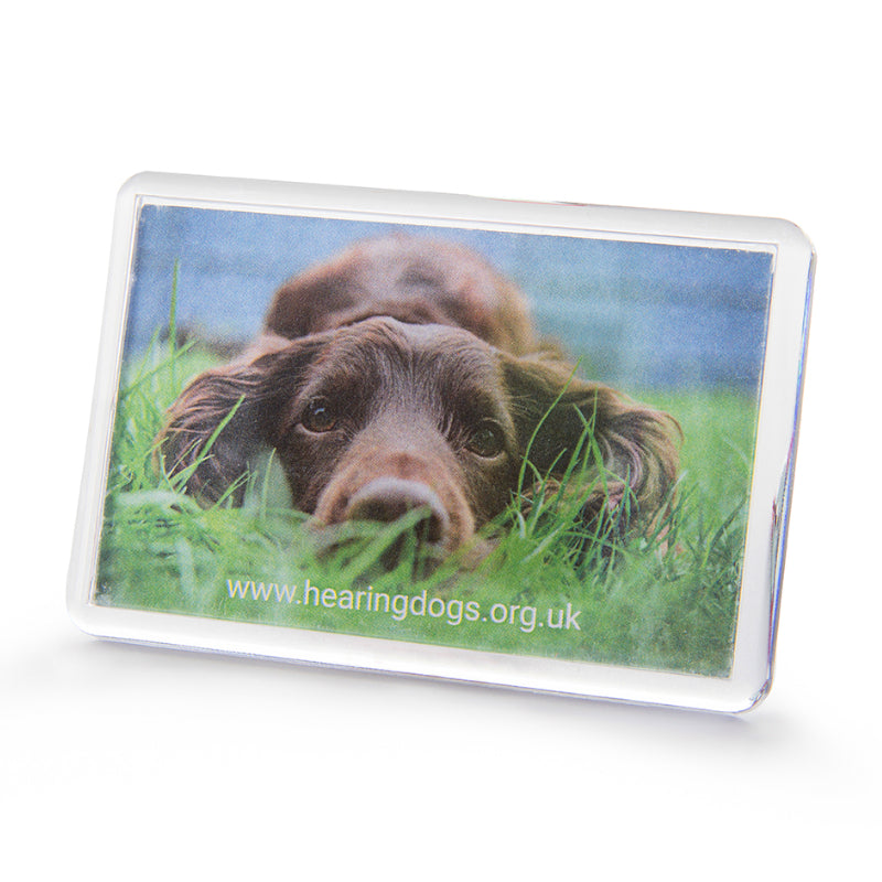 A clear framed fridge magnet with curved corners featuring a photograph of a close up on a brown Spaniel's face, looking directly at the camera, as he lays in the grass. www.hearingdogs.org.uk is written in white at the bottom of the photograph.