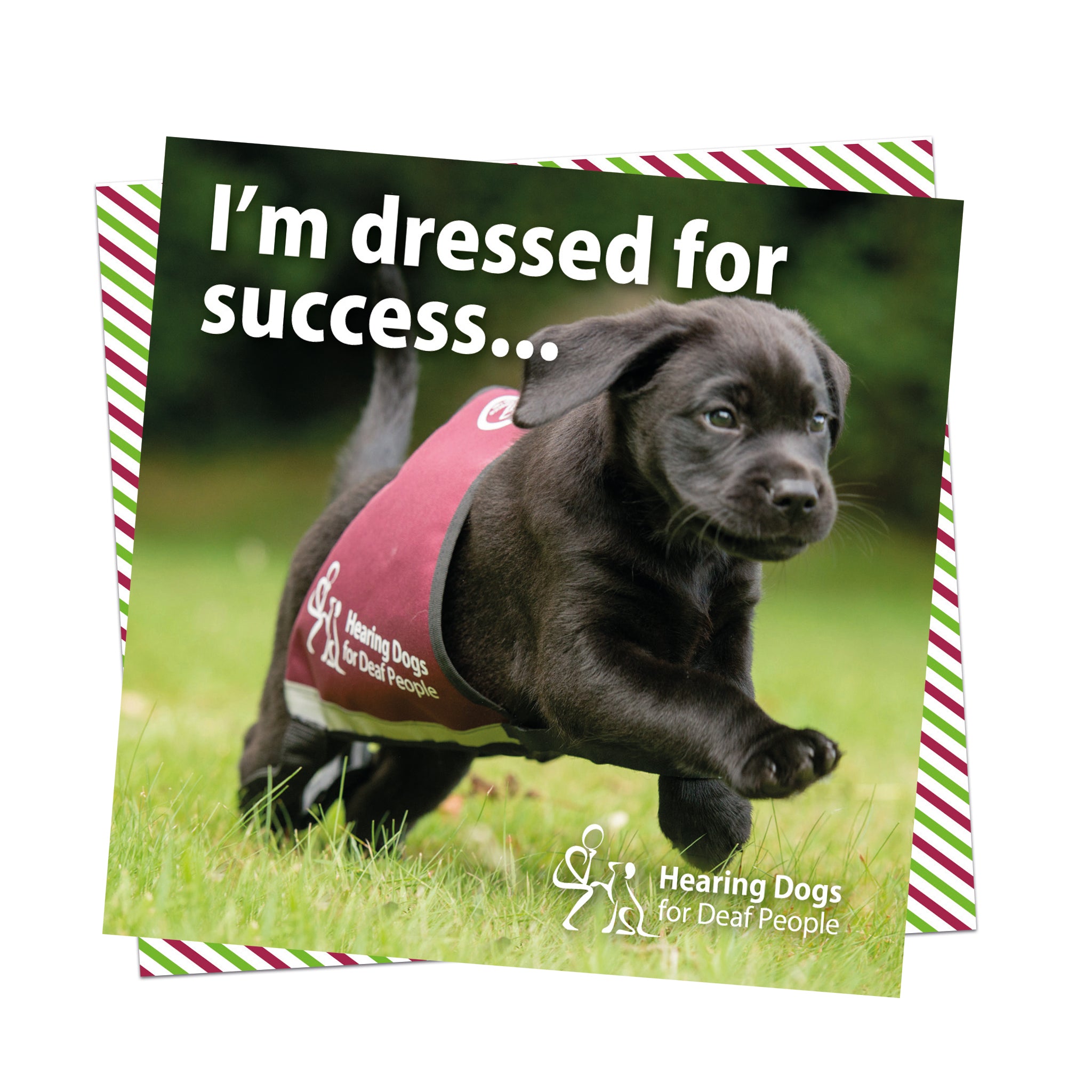 gift to support our Card £30 Labrador