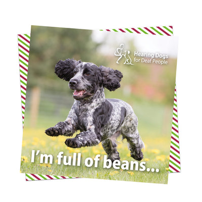A picture of a very adorable black and white speckled Spaniel running with their mouth open and ears flying ina grassy fireld full of buttercups. The Hearing Dogs logo is in the top right hand corner and the words 