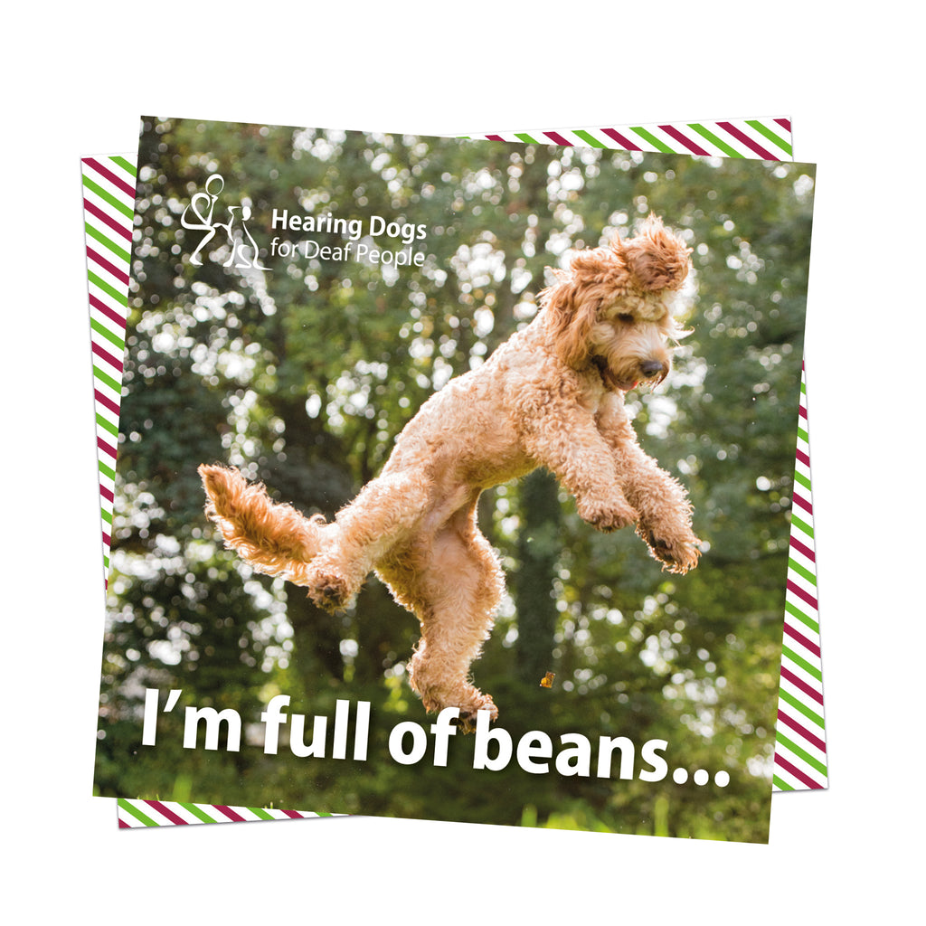 A picture of an adult apricot Cockapoo Hearing Dog jumping in the air with a background of trees, the Hearing Dogs logo in the top left hand corner and the words 