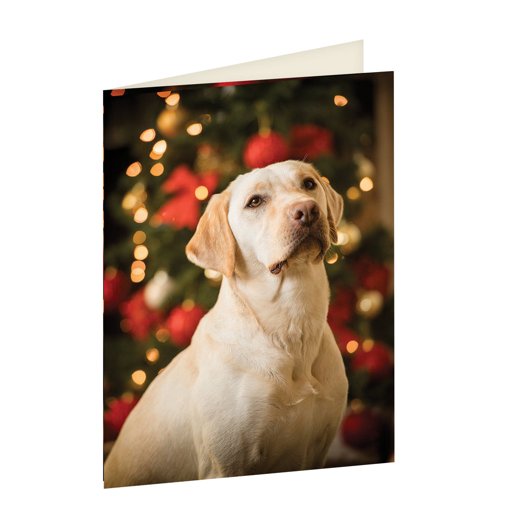 Portrait card, stood up. Card features a photograph of a soft looking yellow Labrador sat looking up, with a loving expression. There is a blurry Christmas tree with fairy lights and red bow decorations in the background.