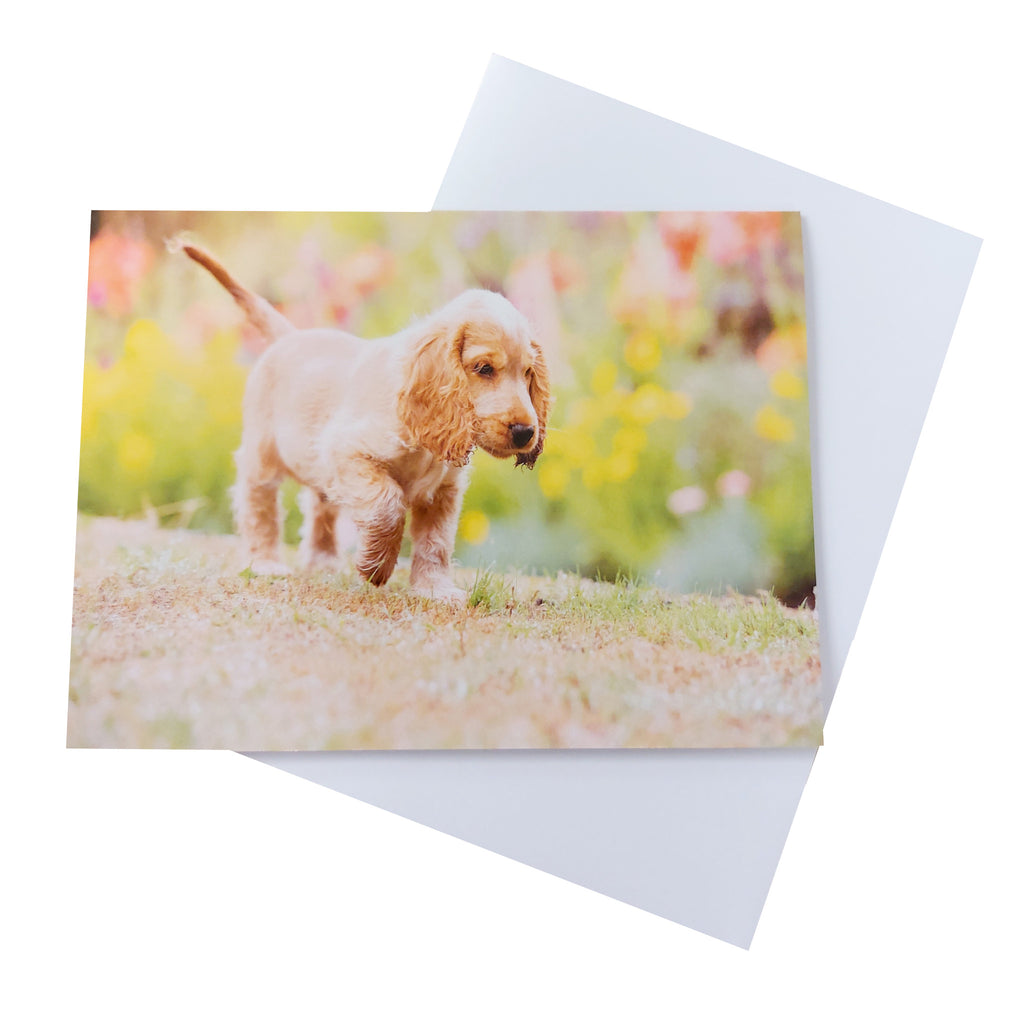 Landscape greetings card, with a photograph of hearing dog Leo running in a green grass  garden, with blurred yellow flowers in background..  Leo  is a beautiful apricot cocker spaniel puppy. Photo taken by photographer  Paul Wilkinson