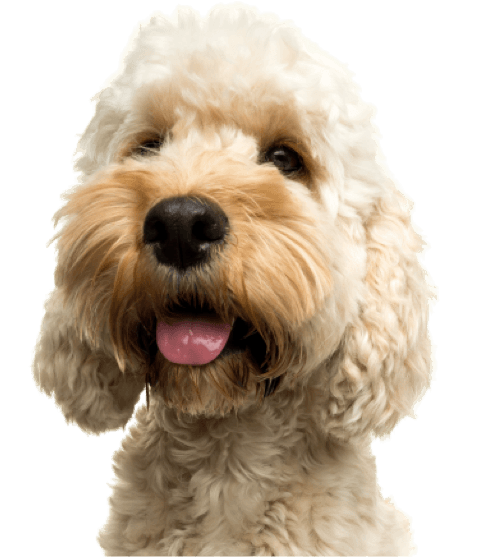 Photo of a hearing dog.